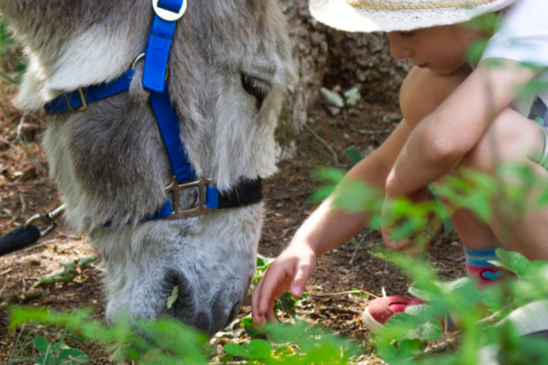 tierparkhotel-hertefeld-eselwanderung
