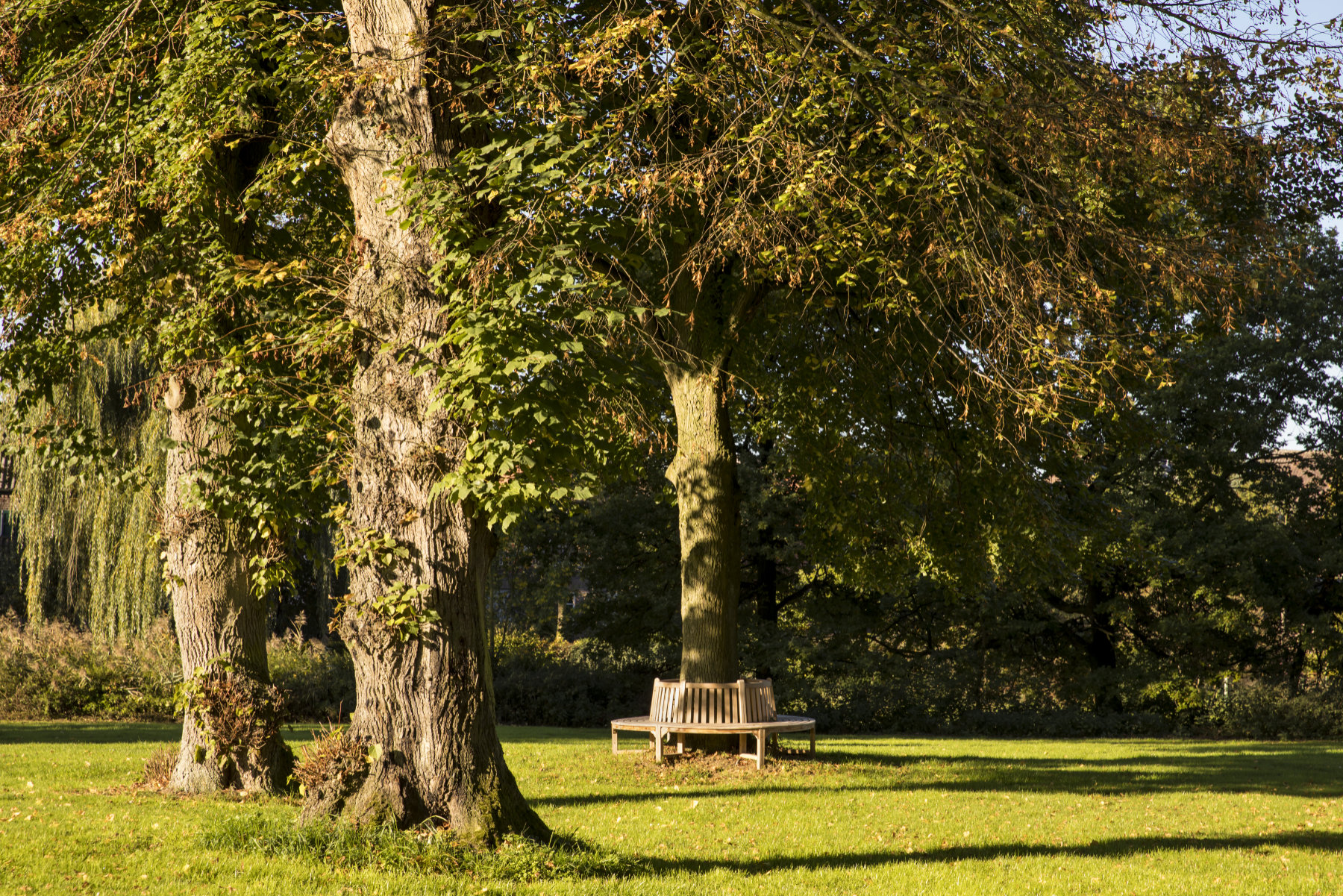 Schlosspark Hertefeld mit Baumbank